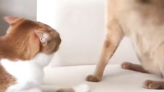 Funny cat