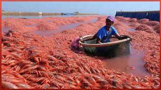 Shrimp Farming and Manufacturing in a $70 Billion Industry