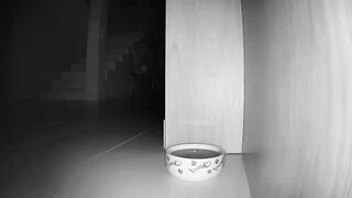 What Do Cats Do At Night? Part 3 (Water Seekers)