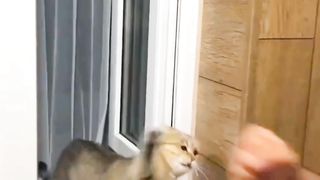 CUTE CUTE CUTE CAT