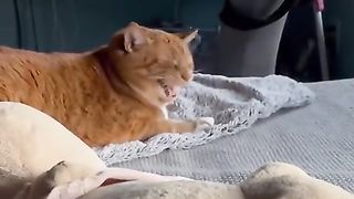 Cat always yells (?) When human sneezes
