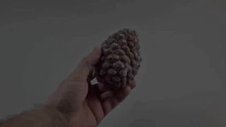 Каменная сосна. 300 дней съёмки. Ускоренная съёмка. Таймлапс.