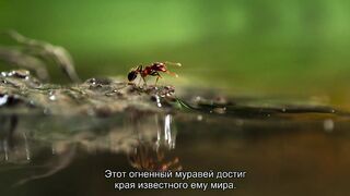 Дождевые леса Амазонии. Живой плот из огненных муравьёв.