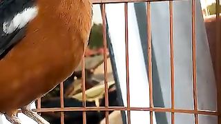 Luring the bird ANIS RED GACOR doesn't take long for the bird to make a gurgling sound guaranteed until it's stoned SURE WISs