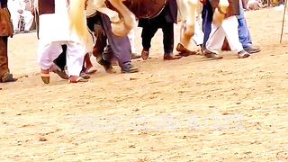 #foryou#febspotvedio #Foryoupage #trending #horselover #horse #500k #fyp #1M #impres.14