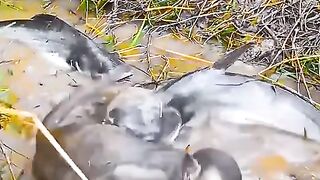 monkey playing with fish,