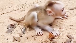 the monkey child cried, the mother left