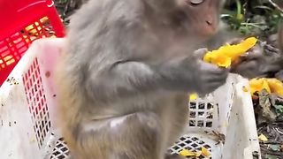 little monkey in his big brother's arms