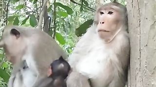 lament the fate of the monkey hihihi