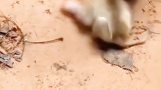 evil monkey mother