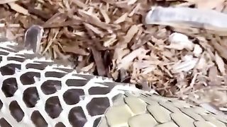 Королевская кобра сбрасывает кожу.