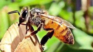 India  Bee sting victims in