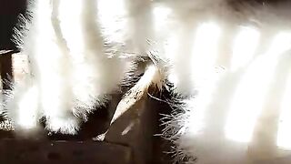 The silky birds ll birds of a silk