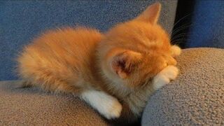 ???? Funniest Cats and Dogs Videos ????????