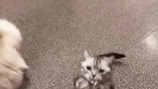 funny cat compilation 3