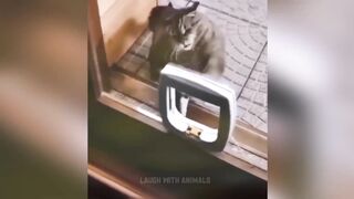 Funniest Animals 2023 - Funny Cats and Dogs - Funny Animal Videos