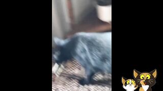 Cats are jerks and do what they want, funny video try not to laugh ????????????