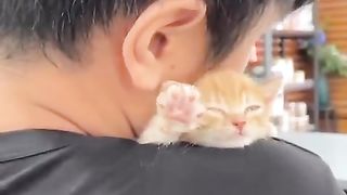 little kitten