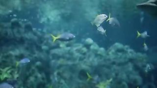 FINNEAS_-_Only_A_Lifetime__Official_Music_Video_(360p).