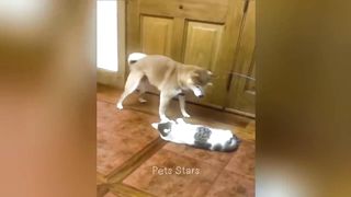 You can enjoy best funny cats and dogs videos (≧▽≦) Thanks for watching our videos ????????????
