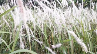 GRASS DANCE