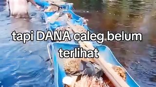 Panen sawit di musim pemilu