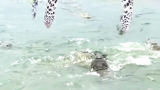 Woowwww. What A Way To Sleep | Tiger Sleep Among The Crocodiles