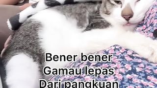 Sakit kehilangan anabul