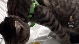 Funny cute pet | Funny cats and dogs