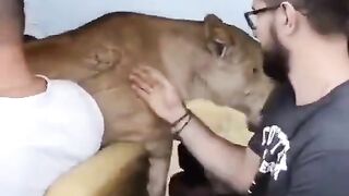 Lion need hug