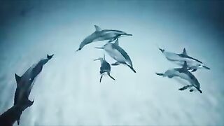 Funny Win