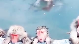 Funny Win