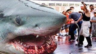 THE BIGGEST GREAT WHITE SHARKS Ever