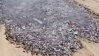 Fish road