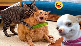Funny Dogs And Cats Videos 2024 Best Funniest Animal Videos Of The week