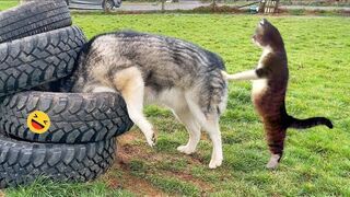 Funny Dogs And Cats Videos 2023 Best Funniest Animal Videos Of The week