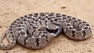 SNAKE.