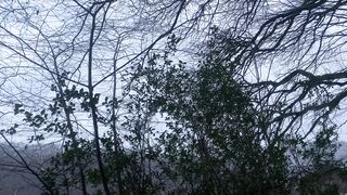 "Stellar Silhouettes: A Cinematic Ode to Nature's Nocturnal Symphony ???????? #NatureCinematics #VisualEpic"