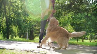 "Paws and Play: A Cinematic Celebration of Canine Capers ???????? #DoggyDelights #VisualWoofs"