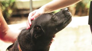 "Canine Chronicles: A Cinematic Journey Through Tail-Wagging Moments ???????? #DoggyTales #VisualDelight"