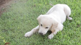 "Furry Friendships: A Cinematic Tale of Canine Camaraderie ????????️ #DoggoChronicles #VisualJoy"