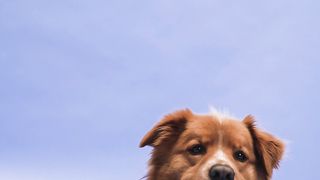 "Canine Cadence: A Cinematic Rhapsody of Four-Legged Friendship ???????? #DoggoTales #VisualAdventure"