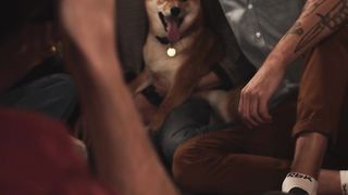 "Canine Capers: A Cinematic Tapestry of Furry Friendships ???????? #DoggyDelights #VisualJourney"