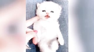 Funniest Animals ???????? New Funny Cats and Dogs Videos ???????? Part 1.