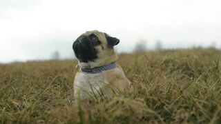 "Bark & Roll: A Cinematic Extravaganza with Four-Legged Stars ???????? #DoggyDelights #VisualVibes"