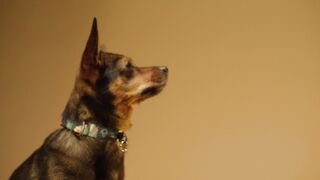 "Whiskers in Motion: A Cinematic Celebration of Canine Joy ???????? #DoggoDiaries #VisualDelight"