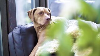 "Paws in Harmony: A Cinematic Celebration of Canine Comradeship ???????? #DoggoDelight #VisualSymphony"