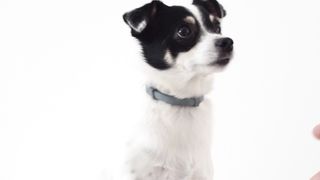 "Furry Footprints: A Cinematic Chronicle of Canine Charm ???????? #DoggyAdventures #VisualDelight"