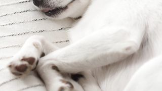 "Bark & Roll: A Cinematic Extravaganza with Four-Legged Stars ???????? #DoggyDelights #VisualVibes"