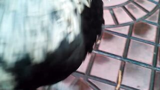 Funny Win